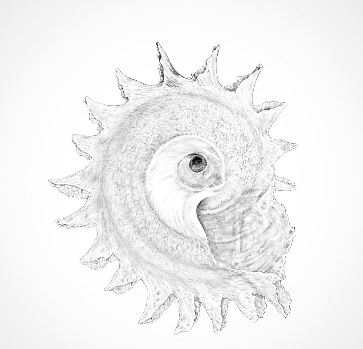 Pencil drawing of a spiral spiked seashell