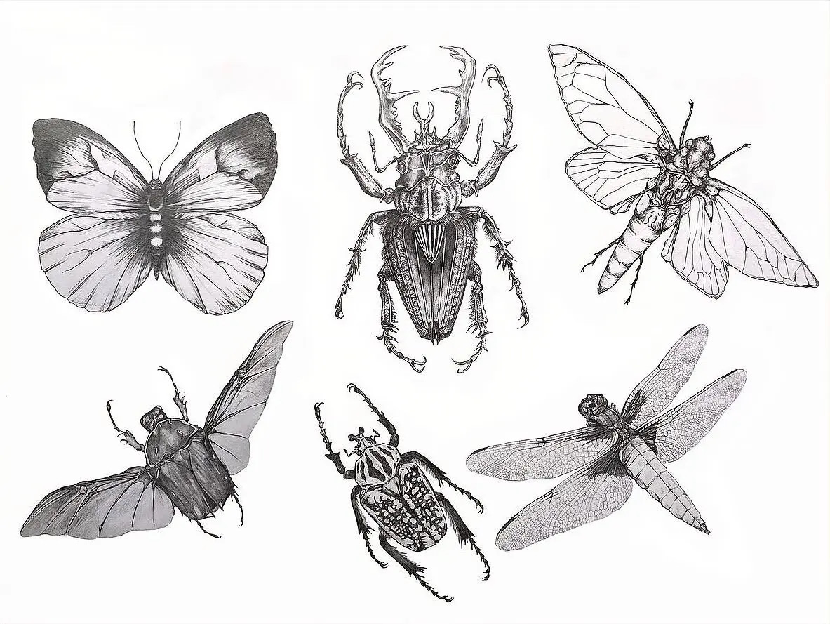 Pencil studies of butterflies, beetles and a dragonfly