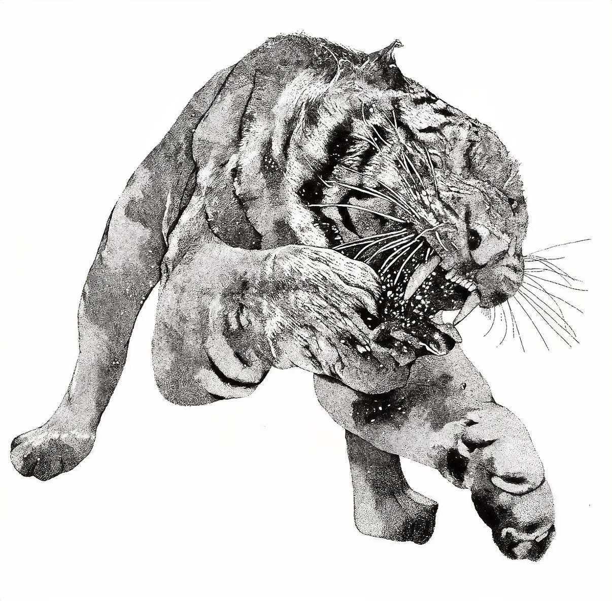 Detailed stippled ink drawing of a tiger