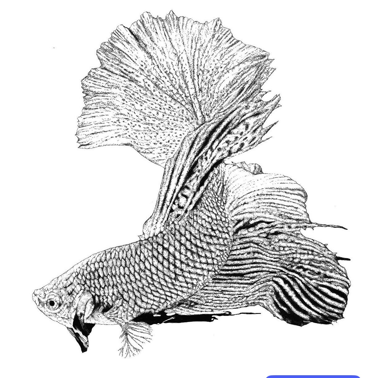 Detailed stippled ink drawing of a betta fish